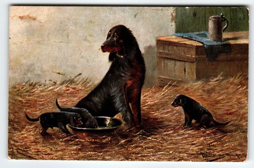 Cocker spaniel puppies dog - cocker,