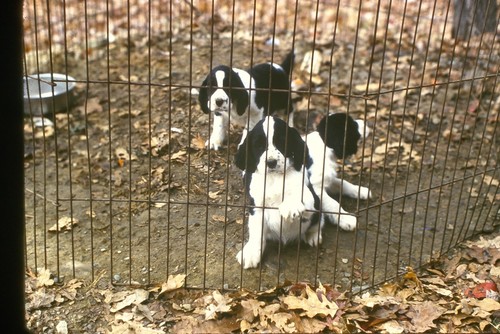 1970 kodachrome 35mm slide - 1970,